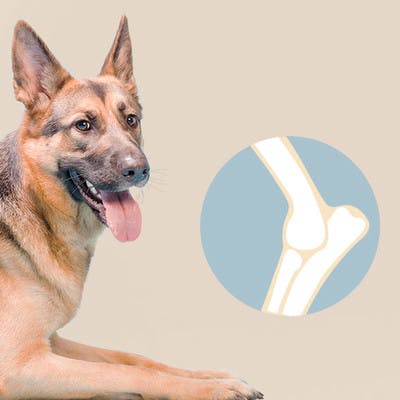 German Shepherd with healthy joints