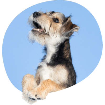 Une image de l'un des chiens de l'équipe de Tails.com appelé Bear.