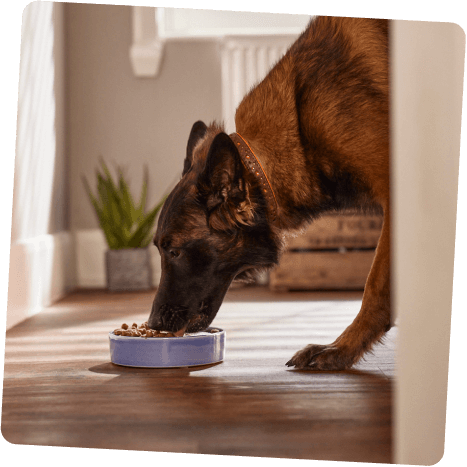 Hund am essen