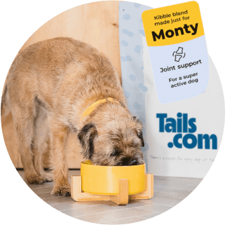 Monty the border terrier eating his tails.com food