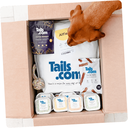 Alfie the dog sniffing his full tails.com box of treats and food