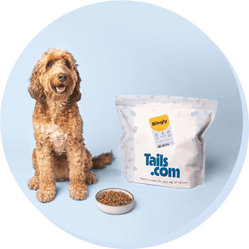 Image of Bingley the dog with a food bag