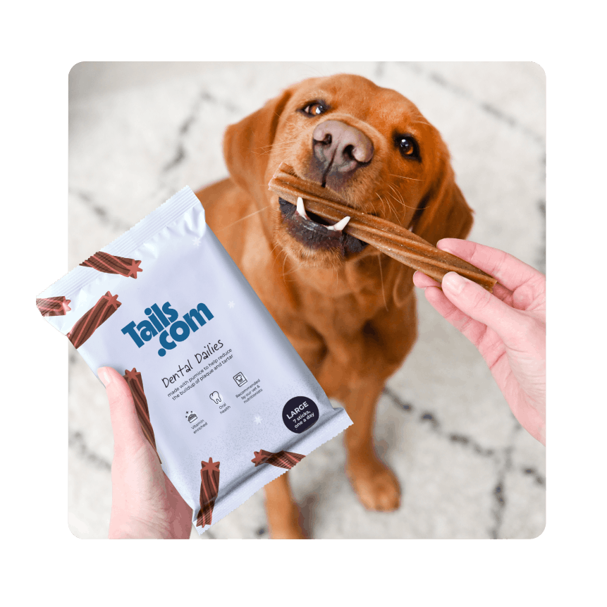 
                        
                            Dental chews for fresh breath
                        