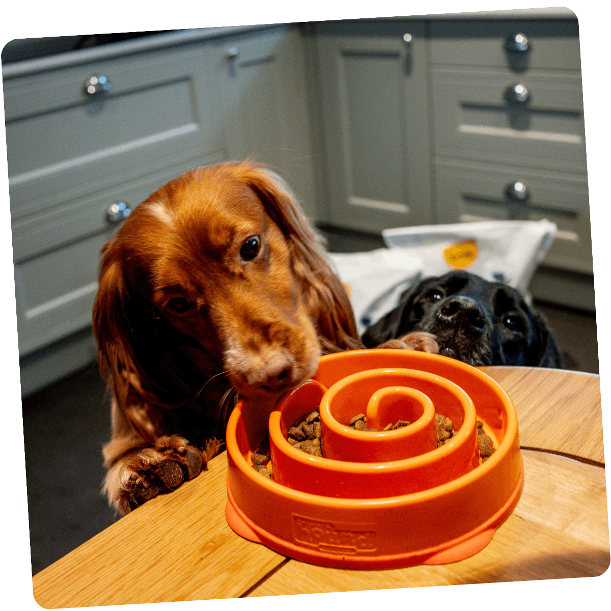 Our empty bowl guarantee