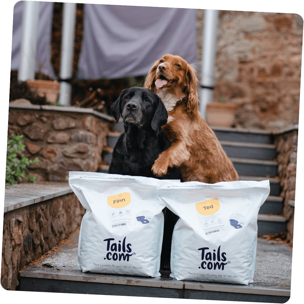 Finn and Ted happy with their tails.com delivery