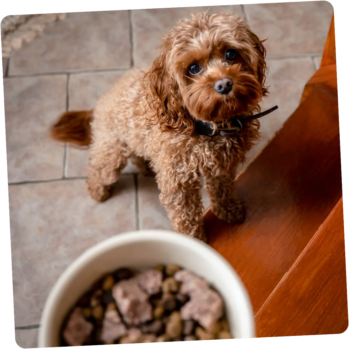 Our empty bowl guarantee