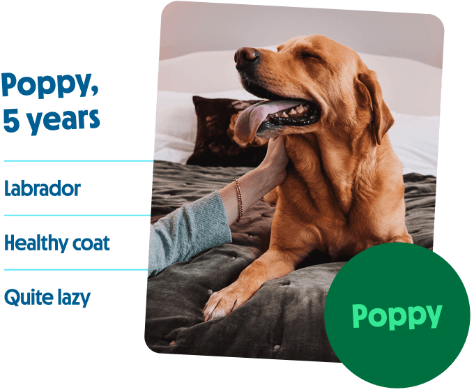 Range of tails.com dogs, from Autumn 6kg to Chester 32kg