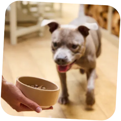 Staffy with sensitive skin