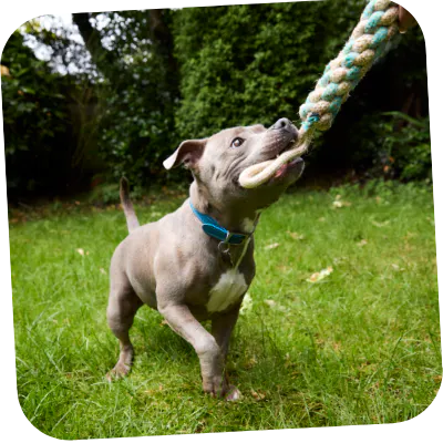 Staffy eating tailored dog food