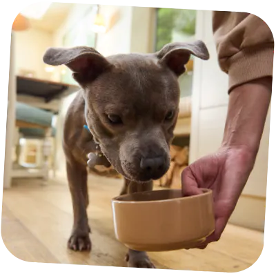 Staffy with dog food