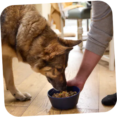 German Shepherd relaxing with her tails.com food