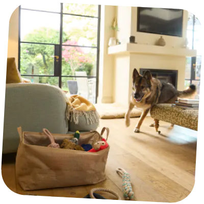 German Shepherd playing