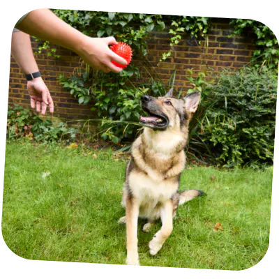 Happy German Shepherd wagging with healthy skin and coat