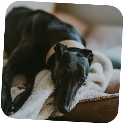 Greyhound that is happy and playing