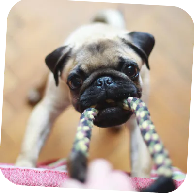 Pug with sensitive skin