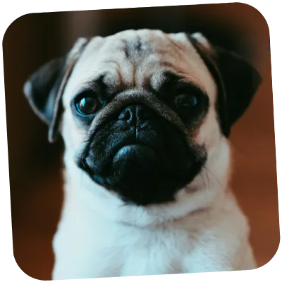 Pug with sensitive stomach