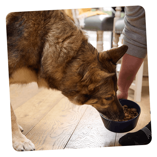 Our empty bowl guarantee