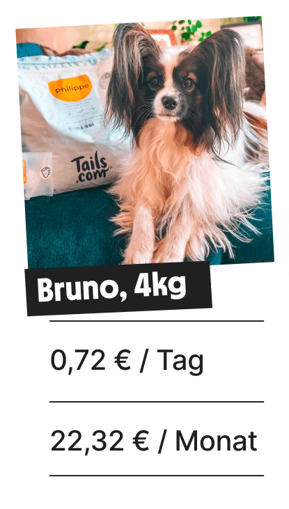 
                        
                            Kleiner Hund
                        