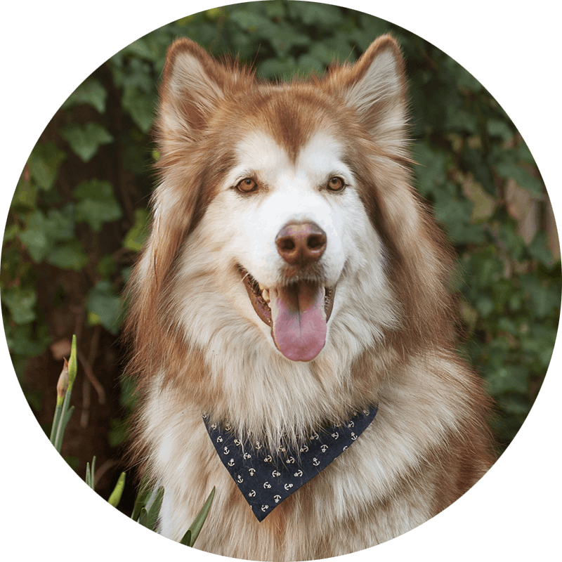 Zeus de Malamute