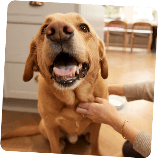 Glücklicher Hund