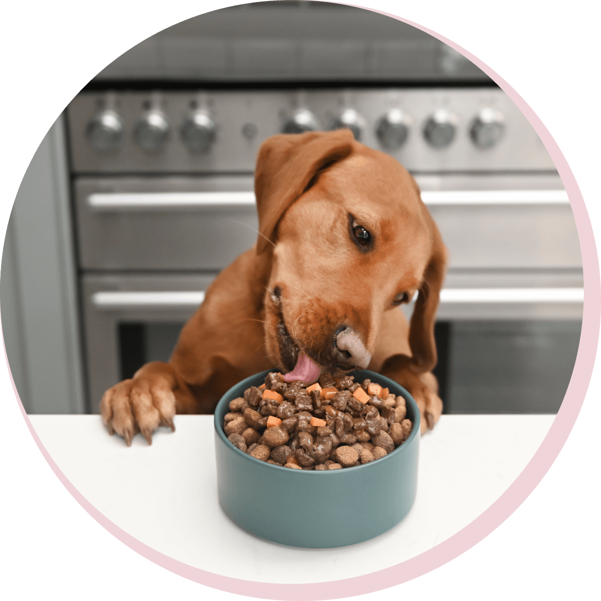 Dog licking bowl