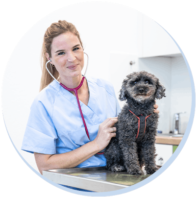 tails.com Tierärztin Dr. Antonia Klaus