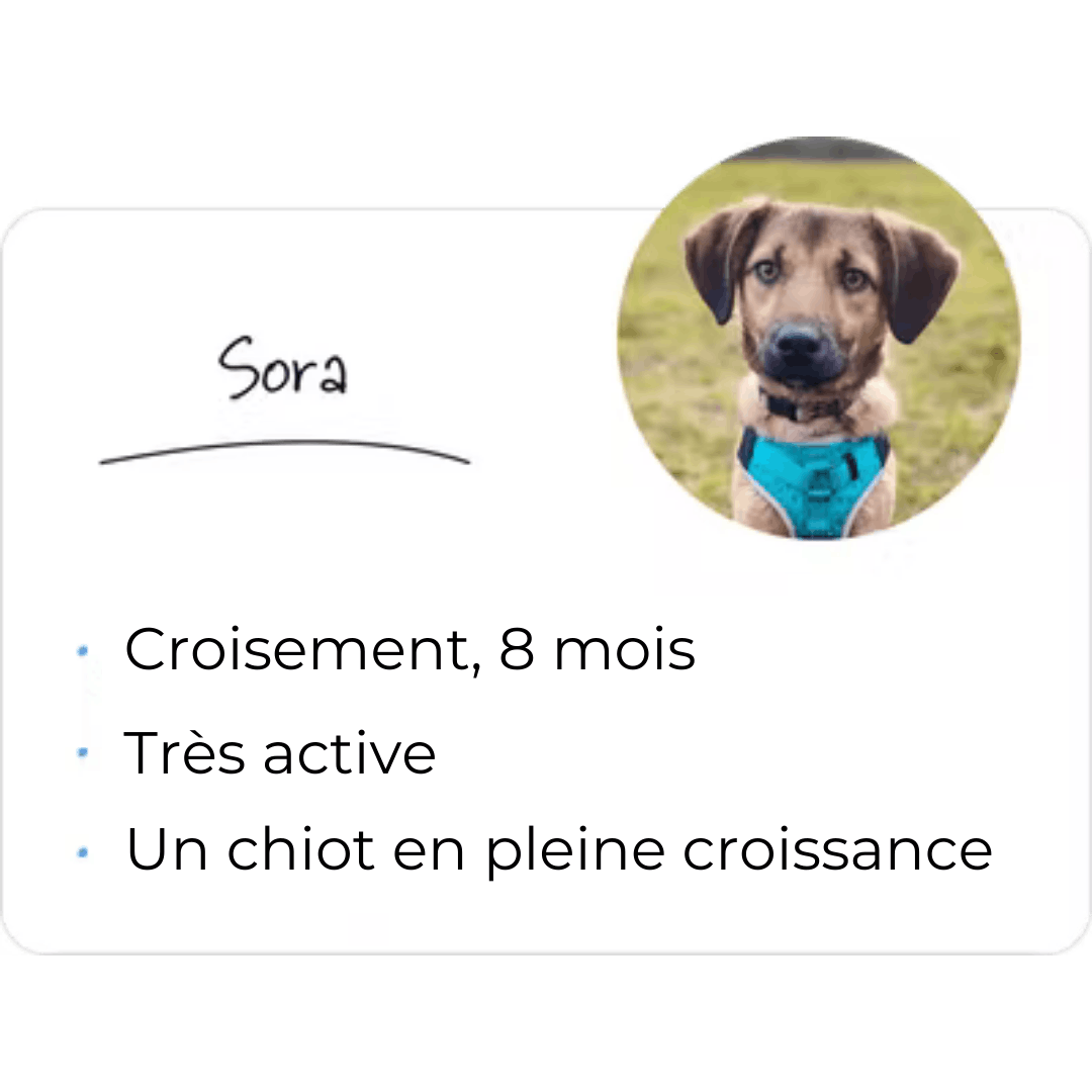 Sora, chien croisé de 8 mois, très active et en pleine croissance