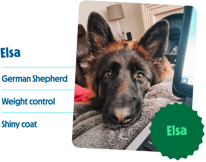 Elsa, German Shepherd, weight control, shiny coat