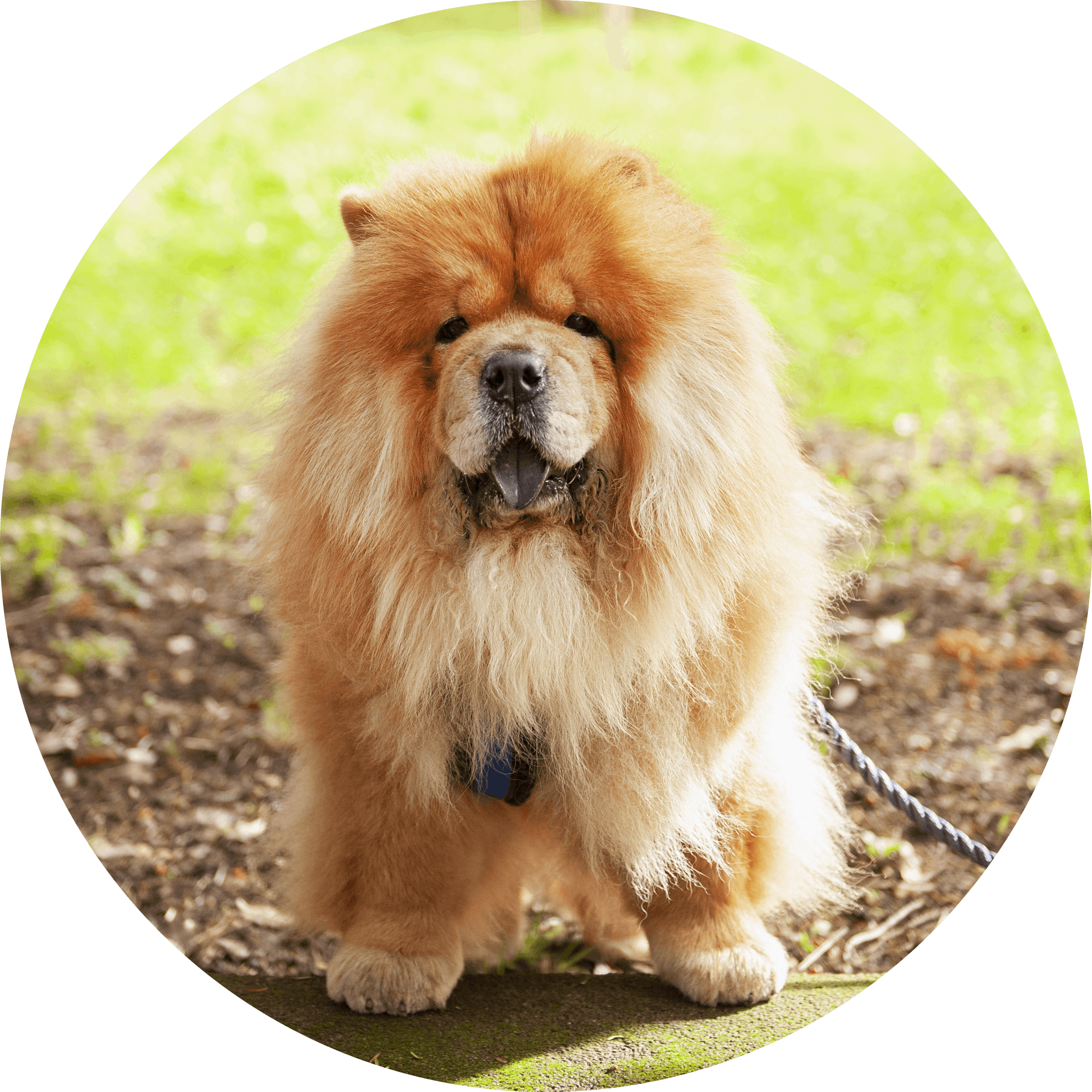 Clover the Chow Chow