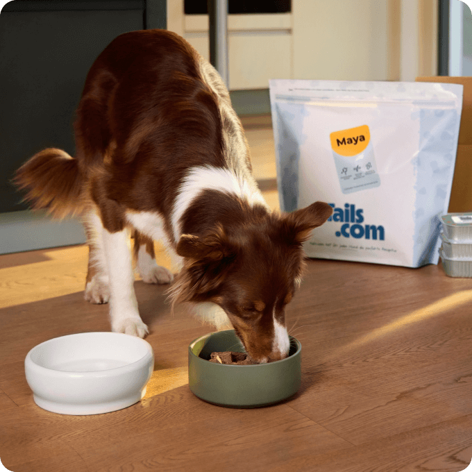 Hund mit seiner individuellen Futtermischung