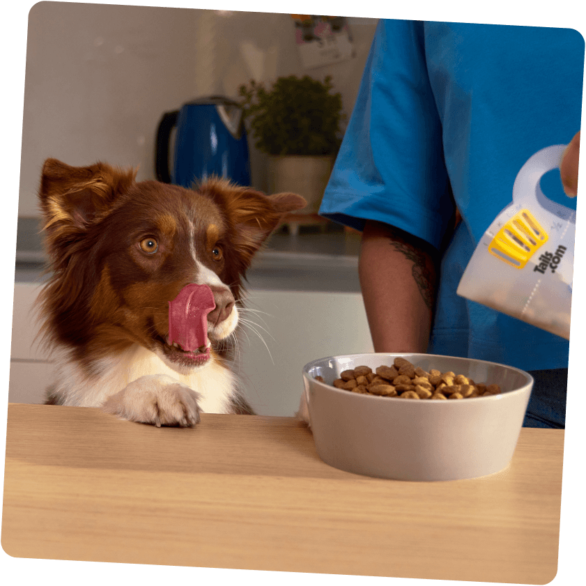 Hund mit individuellem Futter
