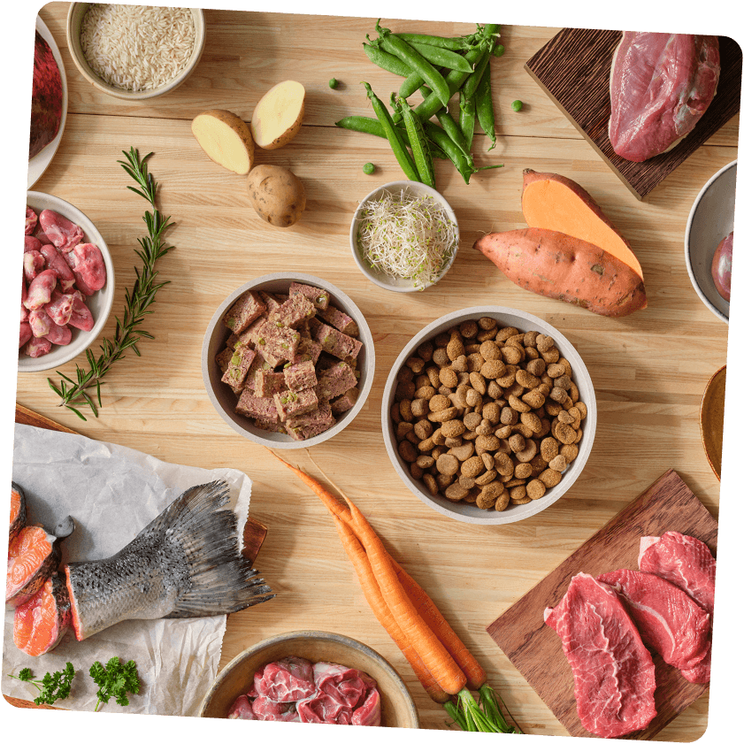 Hundefutter und proteinreiche Zutaten