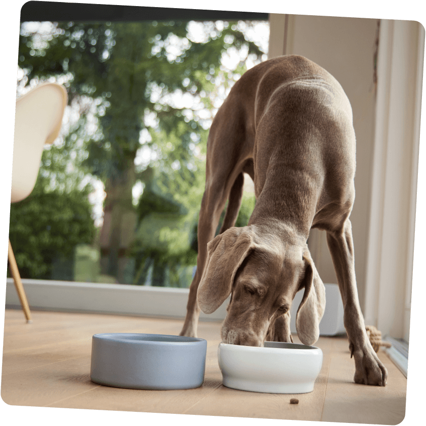 Hund am essen