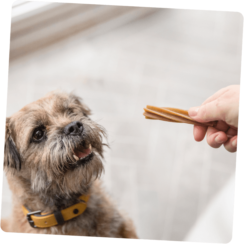 Hund mit Dental Dailies