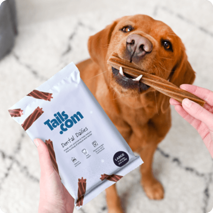 Hund mit den Dental Dailies