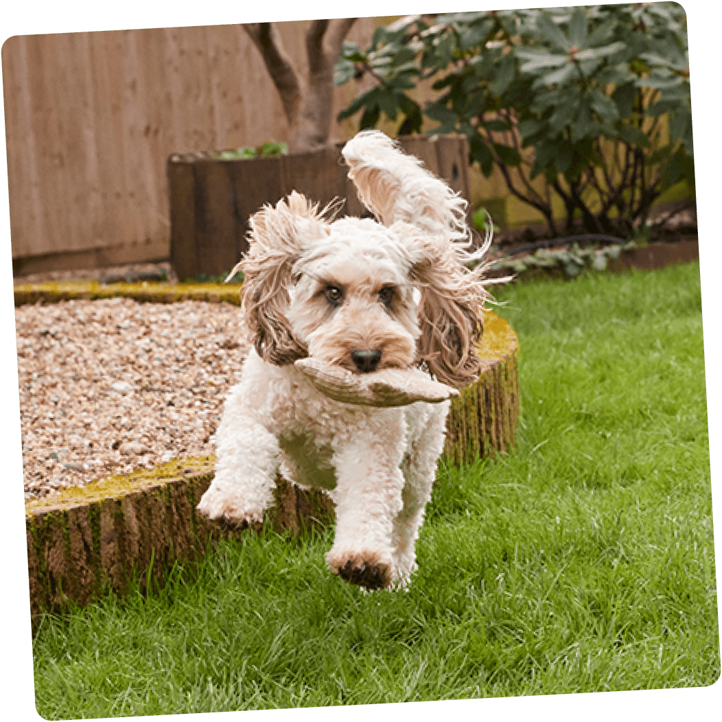 dog moving