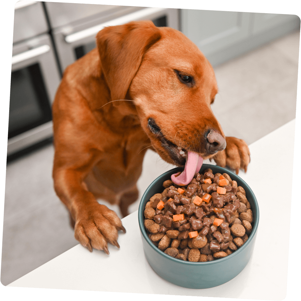 dog eating