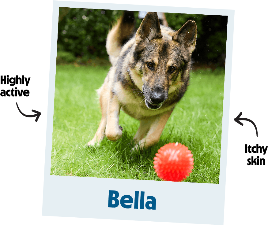 Bella - Highly Active - Itchy Skin
