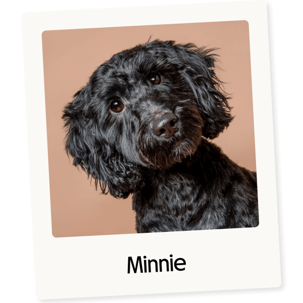 Hypoallergenic dog food