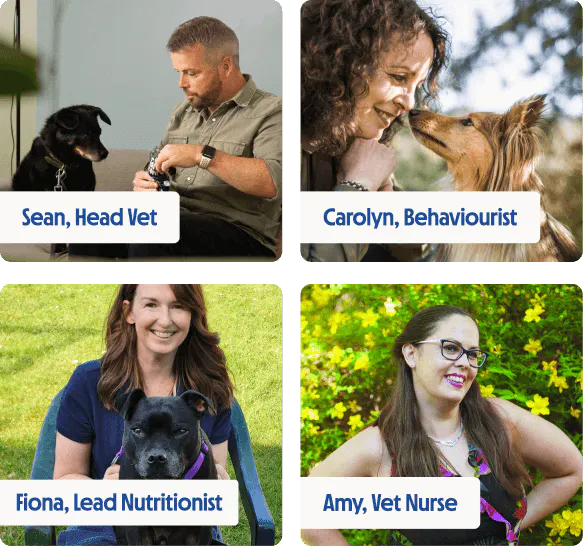 Portraits of four pet care experts with dogs, including a vet, behaviourist, nutritionist and vet nurse.