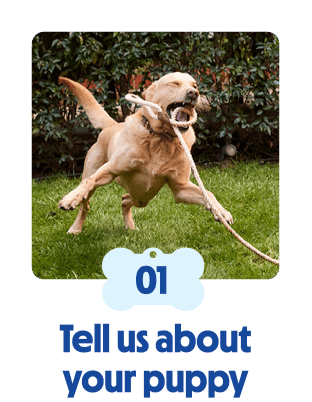 
                            Dog running on grass while playing with a rope toy.
