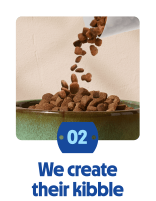 
                            Dry dog food kibble being poured into a bowl.
