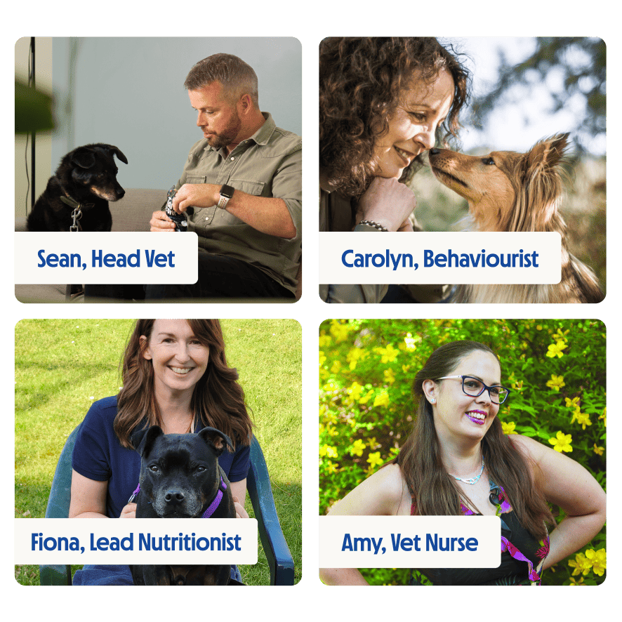 Portraits of four pet care experts with dogs, including a vet, behaviourist, nutritionist and vet nurse.