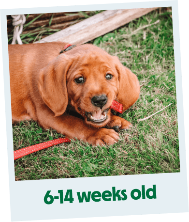 6-14 weeks old labrador puppy