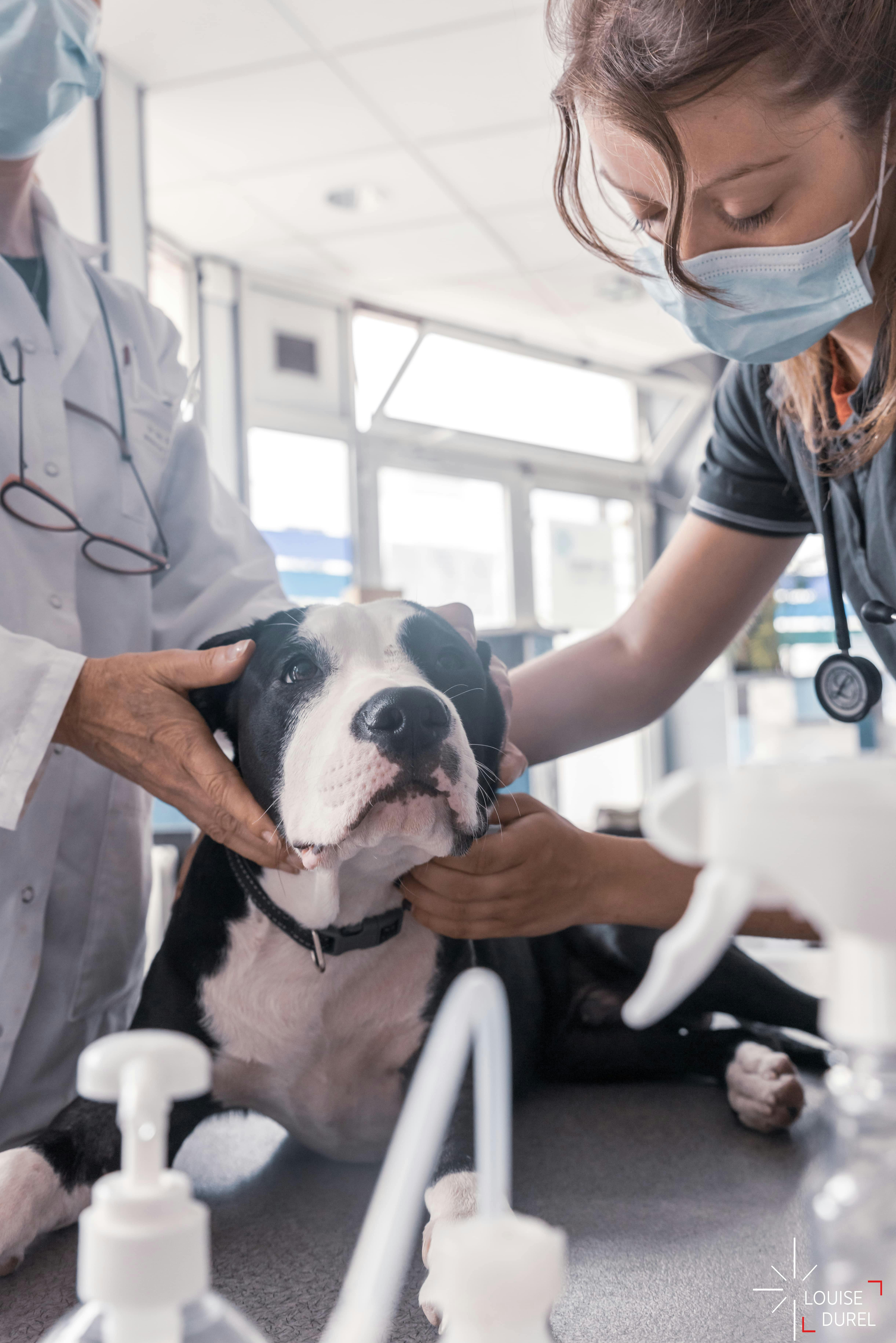 Le Dispensaire Vétérinaire Étudiant de Lyon avec un chien