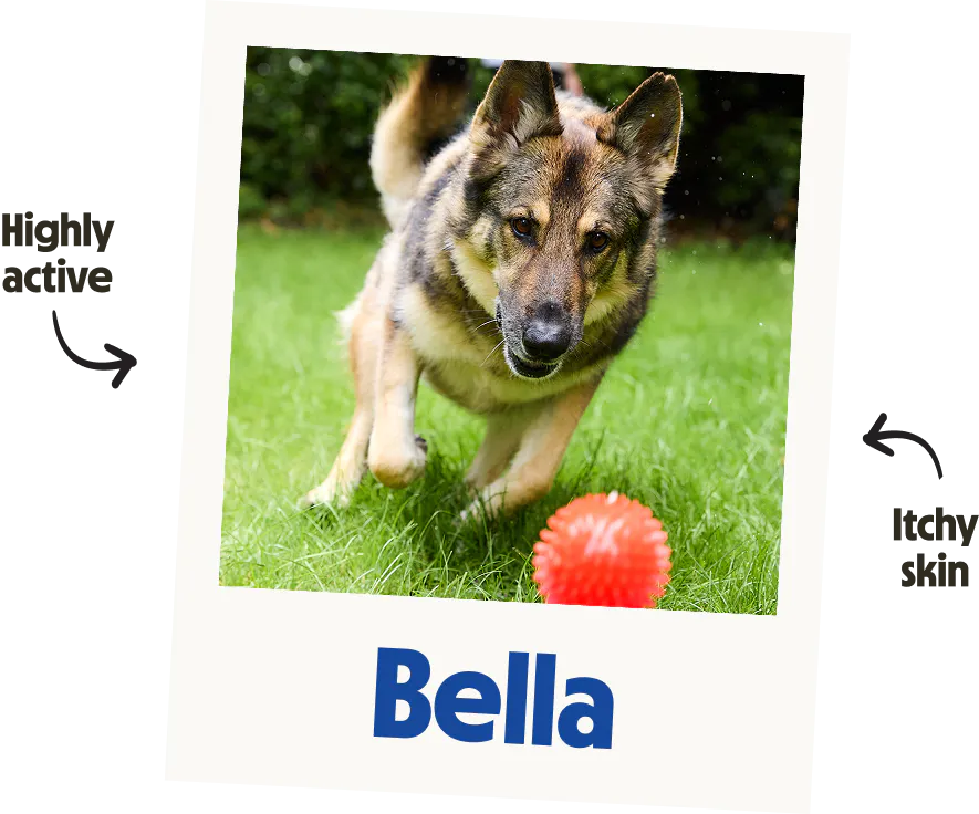 Active dog with itchy skin running on grass.