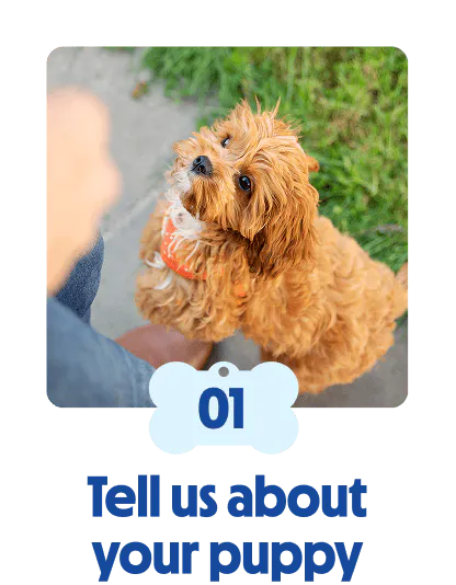 
                            Puppy sitting on grass with owner
