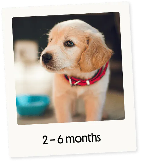 Young puppy, aged 2-6 months, standing indoors.