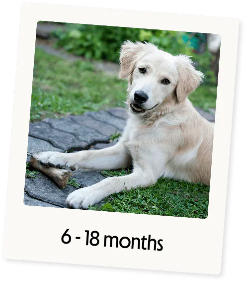 Puppy, aged 6-18 months, lying on grass with a chew toy.