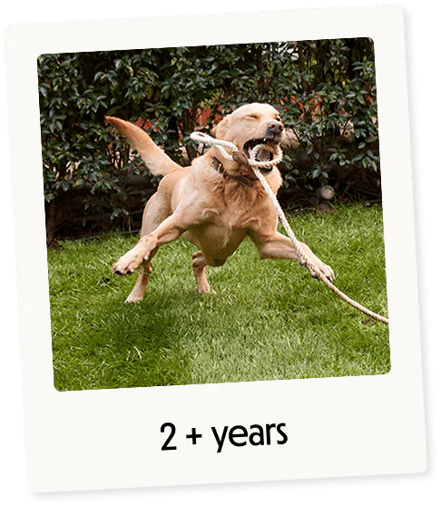 Adult dog running on grass while playing with a rope toy.